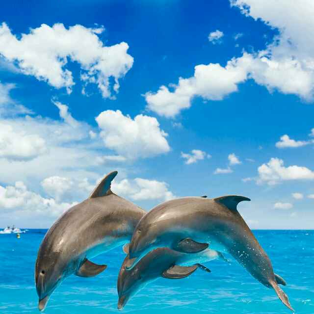 dream 头像